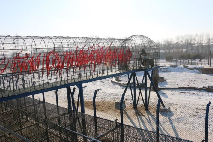 Walkways at Siberian Tiger Park, Harbin, China Walkways at Siberian Tiger Park, Harbin, China