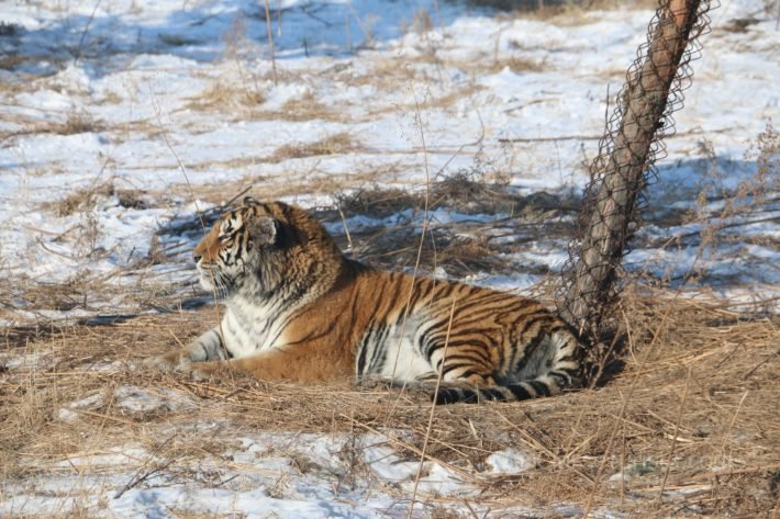 Siberian Tiger Park, Harbin, China Siberian Tiger Park, Harbin, China