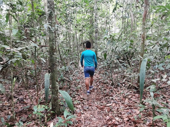 Os 10 destinos mais bonitos na América do Sul 7 Trilha, Flona, Floresta Nacional do Tapajós, Pará