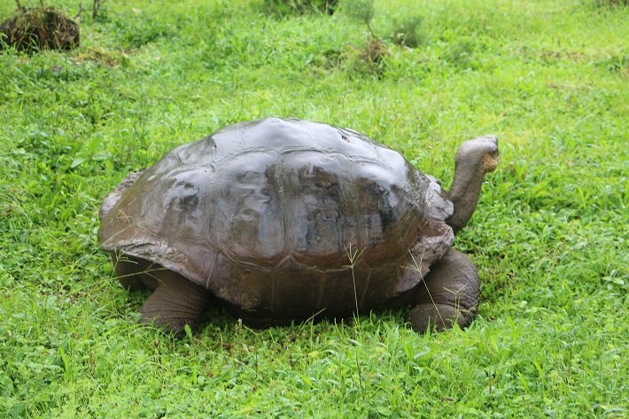Os 10 destinos mais bonitos na América do Sul 21 Tartaruga gigante, Rancho El Chato, Galápagos
