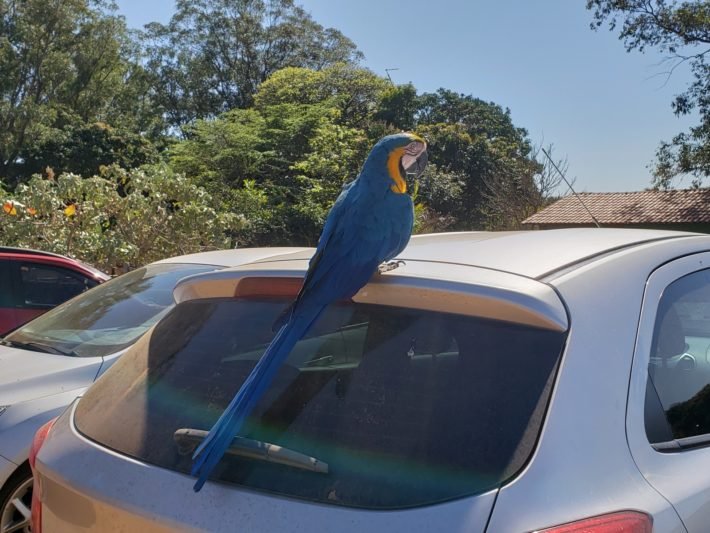 Chapada Imperial: trilhas e cachoeiras nos arredores de Brasília 1 Araras livres e soltas na Chapada Imperial, Brasília