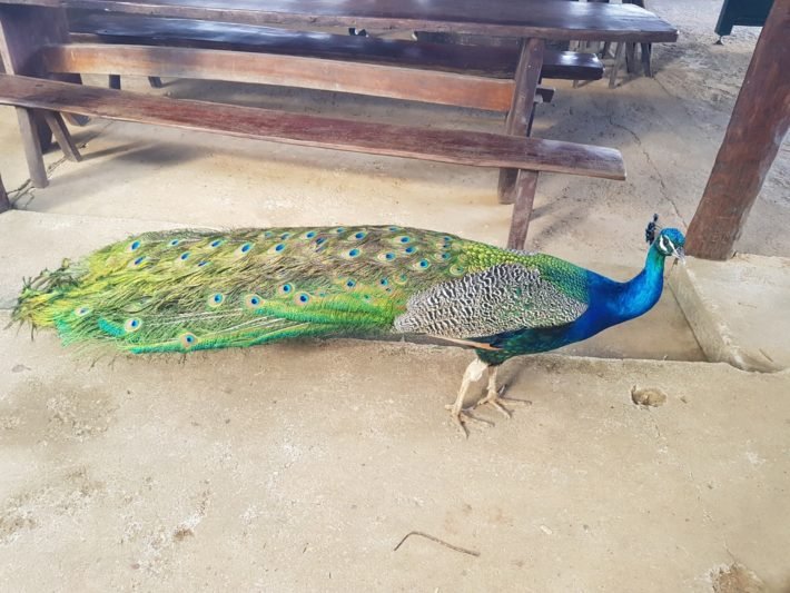 Chapada Imperial: trilhas e cachoeiras nos arredores de Brasília 11 Pavão na Chapada Imperial