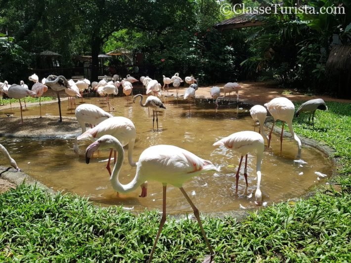 Flamingos, Parque das Aves, Foz do Iguaçu Flamingos, Parque das Aves, Foz do Iguaçu