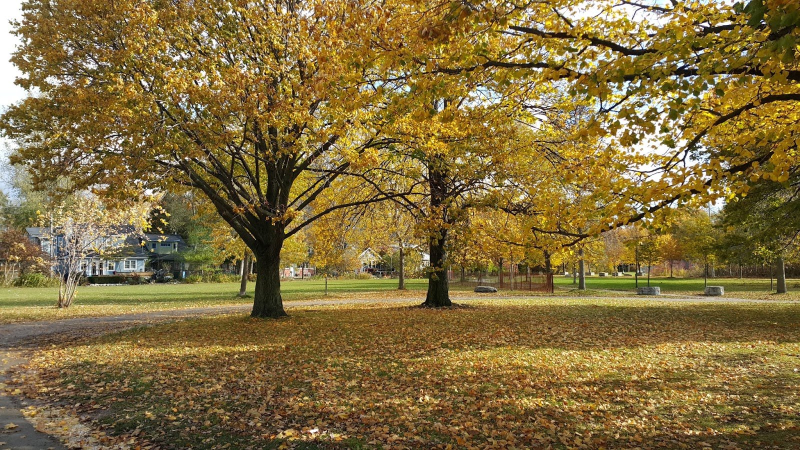 Toronto: 2 dias na maior cidade do Canadá 17 Vegetação na Ward's Island