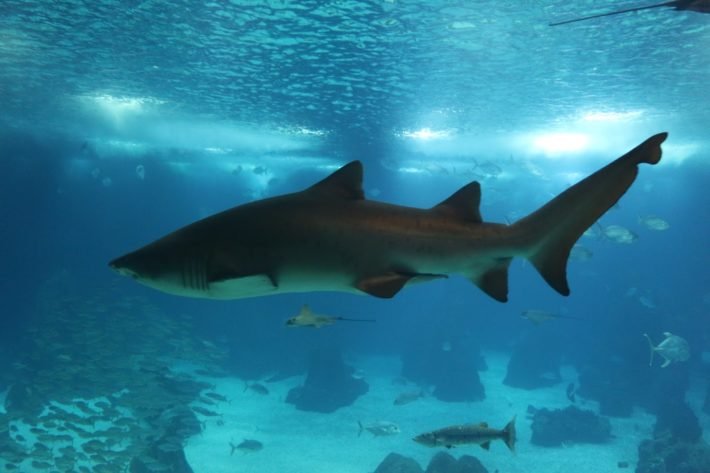 Oceanário de Lisboa: a atração n° 1 da capital portuguesa #7 2 Tubarão no Aquário de Lisboa