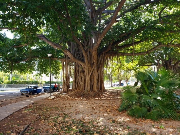 Árvore mais antiga de Havana, Cuba Árvore mais antiga de Havana, Cuba