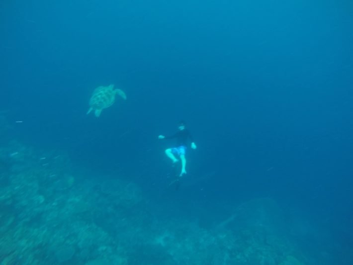 Tartaruga em Moalboal, Ilha de Cebu, Filipinas Tartaruga em Moalboal, Ilha de Cebu, Filipinas