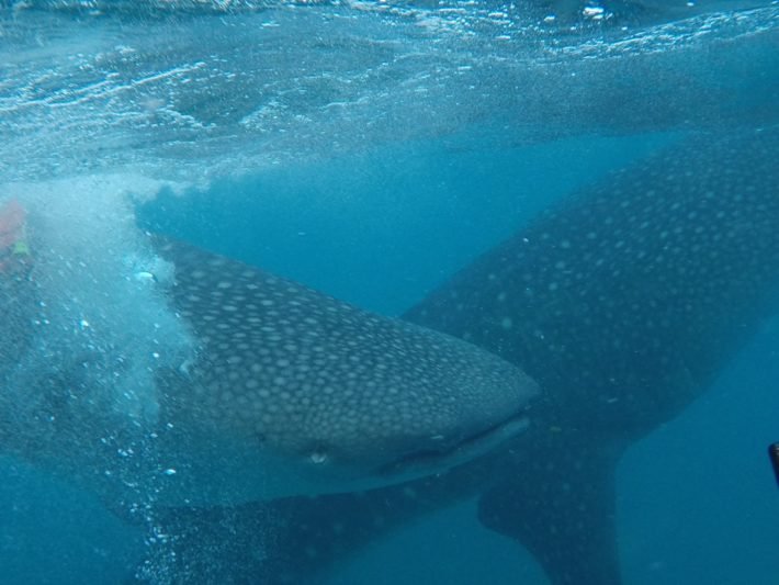 Tubarões-baleia em Oslob, Cebu, Filipinas Tubarões-baleia em Oslob, Cebu, Filipinas