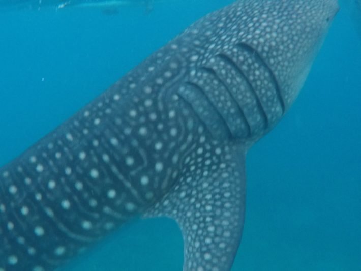 Tubarão-Baleia e suas 5 brânquias de cada lado, Oslob, Cebu Tubarão-Baleia e suas 5 brânquias de cada lado, Oslob, Cebu