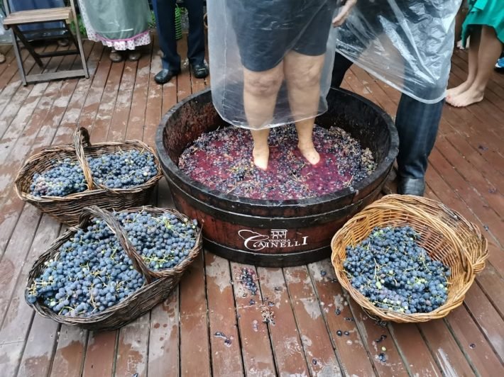 Vindima na Vinícola Cainelli, Bento Gonçalves Vindima na Vinícola Cainelli, Bento Gonçalves