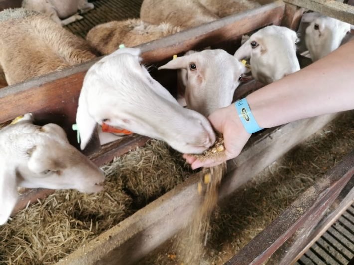 Alimentação de Ovelhas, Parque da Ovelha, Bento Gonçalves Alimentação de Ovelhas, Parque da Ovelha, Bento Gonçalves