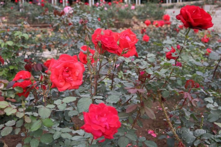 Rose Garden, Yuntai Garden, Guangzhou Rose Garden, Yuntai Garden, Guangzhou