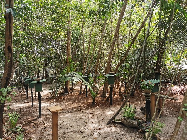 Rio Arapiuns: 4 deliciosas praias de rio nos arredores de Alter do Chão 10 Apiário, Comunidade do Coroca, Rio Arapiuns