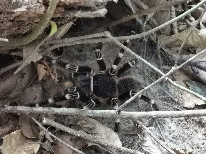 Flona do Tapajós: o que você deve saber antes de visitar? 4 Aranha, Trilha do Piquiá, Floresta Nacional do Tapajós
