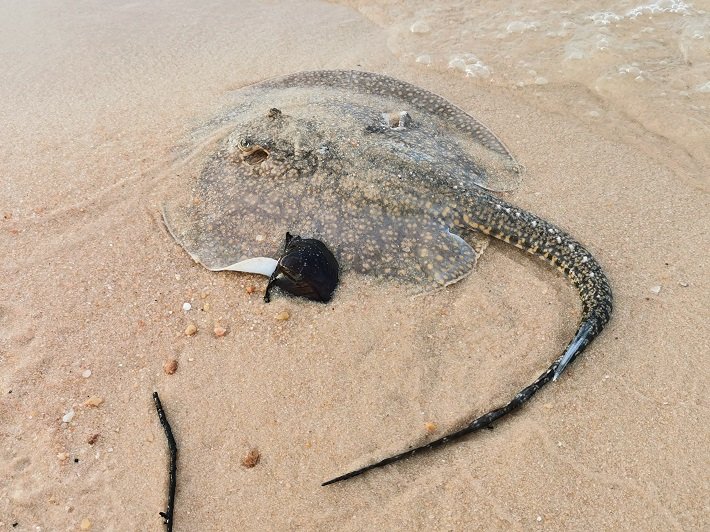 Rio Arapiuns: 4 deliciosas praias de rio nos arredores de Alter do Chão 15 Arraia Morta, Ponta do Cururu, Rio Tapajós