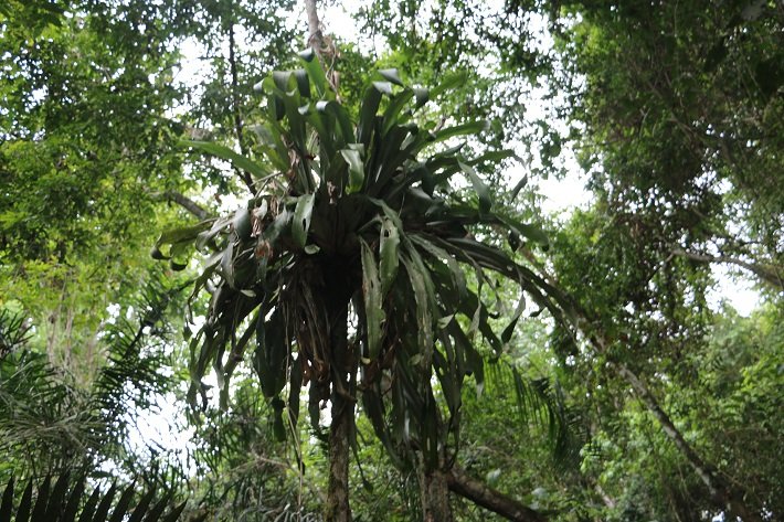 Floresta Nacional do Tapajós - Flona: um passeio imperdível em Alter do Chão 8 Bromélia, Trilha do Piquiá, Flona