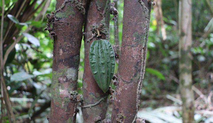 Floresta Nacional do Tapajós - Flona: um passeio imperdível em Alter do Chão 13 Cacau Selvagem, Trilha do Piquiá, Floresta Nacional do Tapajós
