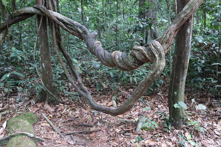 Floresta Nacional do Tapajós - Flona: um passeio imperdível em Alter do Chão 6 Cipó Rede de Macaco, Trilha do Piquiá, Floresta Nacional do Tapajós (Flona)