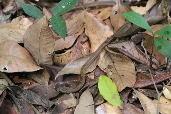 Flona do Tapajós: o que você deve saber antes de visitar? 3 Cobra Camuflada, Floresta Nacional do Tapajós, Pará