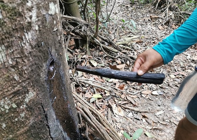 Floresta Nacional do Tapajós - Flona: um passeio imperdível em Alter do Chão 14 Extração do Óleo da Copaíba, Trilha do Piquiá, Floresta Nacional do Tapajós, Flona