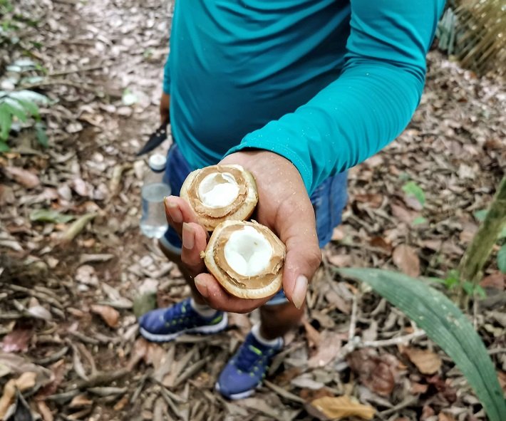Floresta Nacional do Tapajós - Flona: um passeio imperdível em Alter do Chão 12 Coquinho, Trilha do Piquiá, Floresta Nacional do Tapajós
