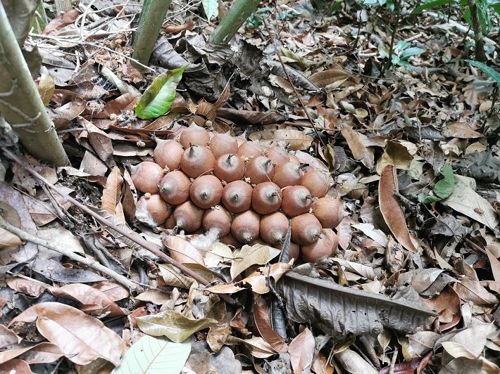 Floresta Nacional do Tapajós - Flona: um passeio imperdível em Alter do Chão 11 "Coquinho", Trilha do Piquiá, Floresta Nacional do Tapajós, Flona