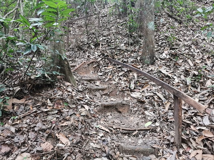Flona do Tapajós: o que você deve saber antes de visitar? 5 Escada de Acesso ao Igarapé de Jamaraquá, Flona do Tapajós