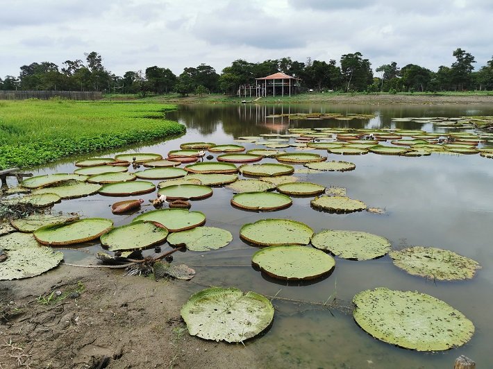 Canal do Jari: paraíso ecológico nos arredores de Alter do Chão 9 Jardim das Vitórias-Régias, Canal do Jari, Santarém, Pará