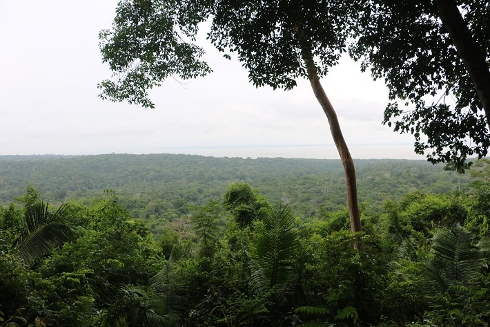 Floresta Nacional do Tapajós - Flona: um passeio imperdível em Alter do Chão 15 Mirante, Trilha do Piquiá, Floresta Nacional do Tapajós, Flona