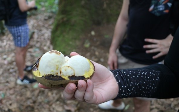 Floresta Nacional do Tapajós - Flona: um passeio imperdível em Alter do Chão 9 Piquiá, Floresta Nacional do Tapajós (flona)