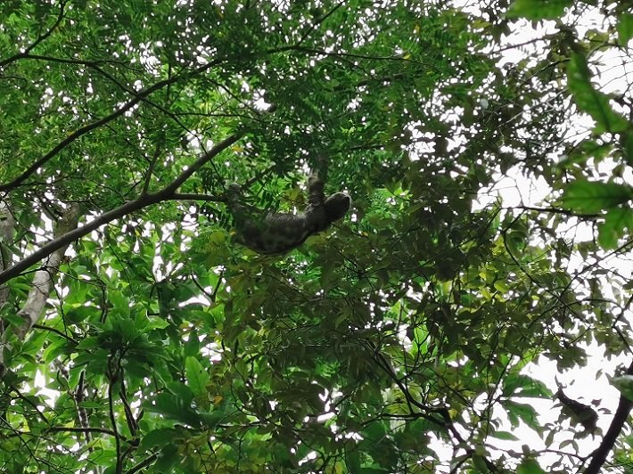 Canal do Jari: paraíso ecológico nos arredores de Alter do Chão 7 Bicho-Preguiça, Trilha das Preguiças, Canal do Jari