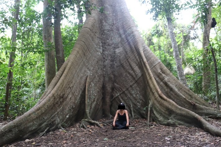 Floresta Nacional do Tapajós - Flona: um passeio imperdível em Alter do Chão 10 Samaúma, Trilha do Piquiá, Floresta Nacional do Tapajós