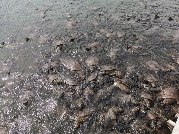 Rio Arapiuns: 4 deliciosas praias de rio nos arredores de Alter do Chão 12 Tartarugas Gigantes ao redor da Balsa, Comunidade do Coroca, Rio Arapiuns