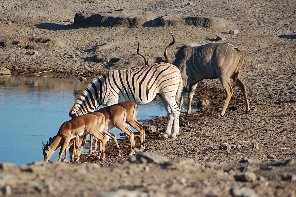 Namíbia, Sim! 12 motivos para você visitar a Namíbia 6 Etosha National Park, Namíbia