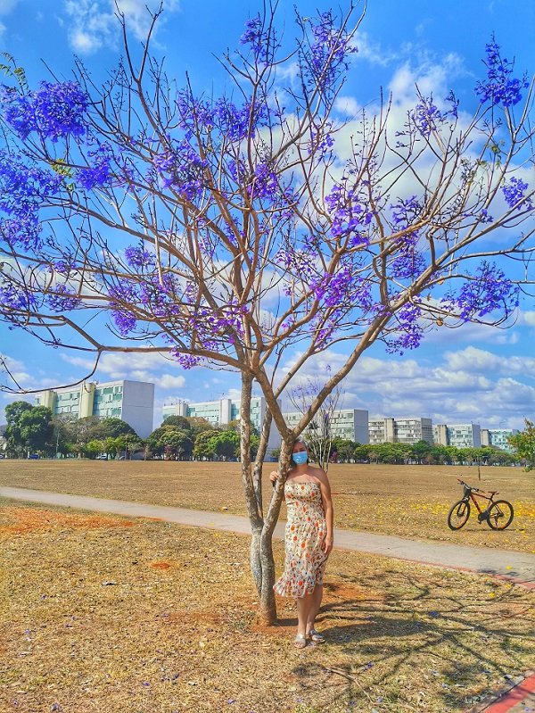 Ipês de Brasília: espetáculo de cores na capital federal 3 Ipê Roxo, Esplanada dos Ministérios, Brasília