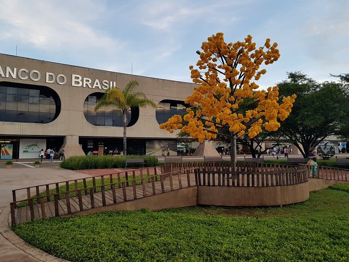 Ipês de Brasília: espetáculo de cores na capital federal 4 Ipê Amareno no Centro Cultural do Banco do Brasil