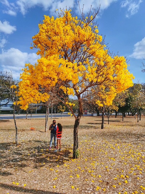 Ipês de Brasília: espetáculo de cores na capital federal 5 Ipê Amarelo, Eixo Norte e Sul, Brasília