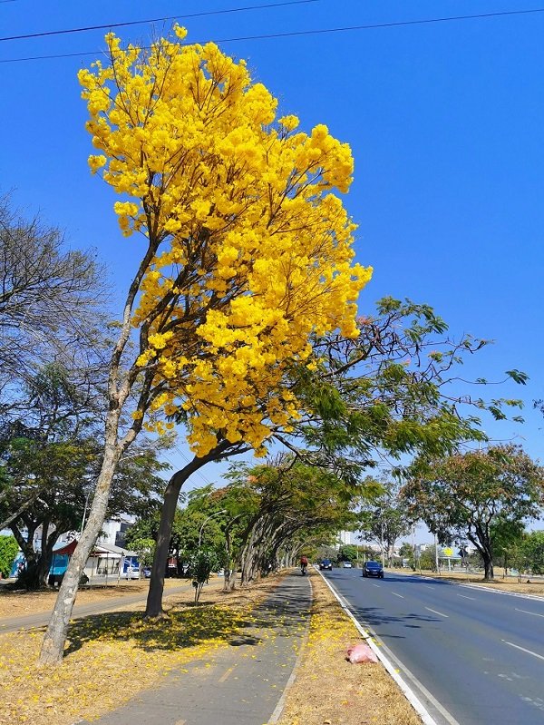Ipês de Brasília: espetáculo de cores na capital federal 7 Ipê Amarelo, Guará II, Brasília