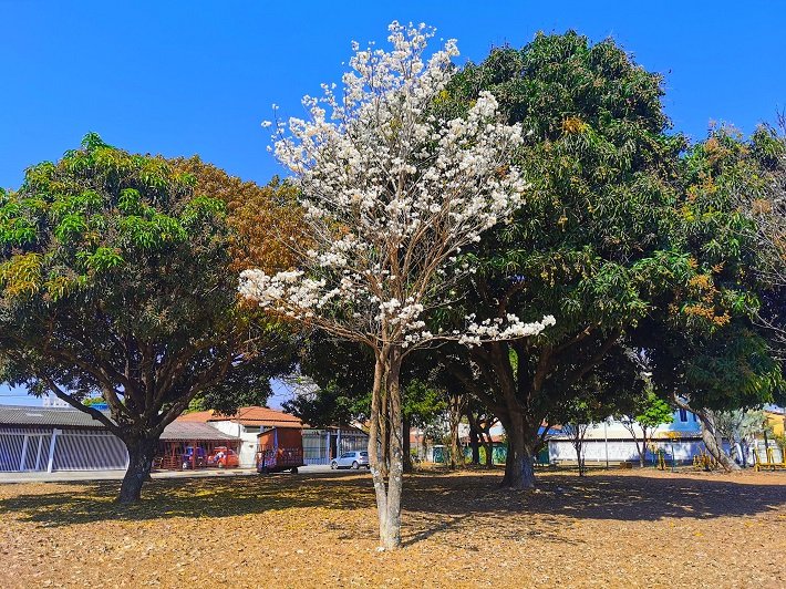 Ipês de Brasília: espetáculo de cores na capital federal 1 Ipê Branco, Guará II, Brasília, Distrito Federal