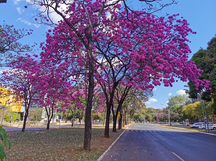 Ipês de Brasília: espetáculo de cores na capital federal 2 Ipê Roxo, Setor Bancário Sul, Brasília