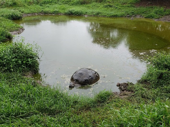 El Chato: o paraíso das tartarugas gigantes em Galápagos 3 Tartaruga Gigante em Lago, Rancho El Chato, Galápagos, Equador