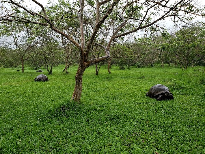 El Chato: o paraíso das tartarugas gigantes em Galápagos 2 Tartarugas na Floresta, Rancho El Chato, Galápagos, Equador