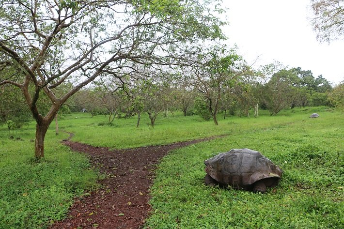El Chato: o paraíso das tartarugas gigantes em Galápagos 5 Trilhas do Rancho El Chato, Galápagos