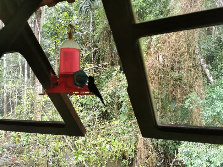 Onde comer em Penedo? Confira 5 restaurantes bem avaliados 7 Beija-flor na Janela do Loazô Restô, Penedo