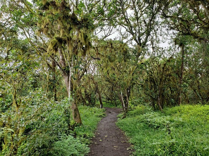 Los Gemelos: as incríveis formações vulcânicas em Galápagos 7 Floresta de Escalésias, Los Gemelos, Ilha de Santa Cruz, Galápagos