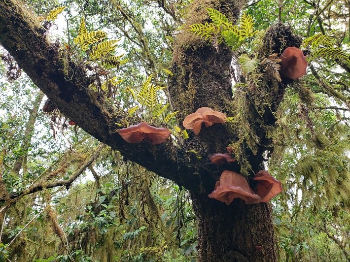 Los Gemelos: as incríveis formações vulcânicas em Galápagos 5 Vegetação, Los Gemelos, Ilha de Santa Cruz, Galápagos